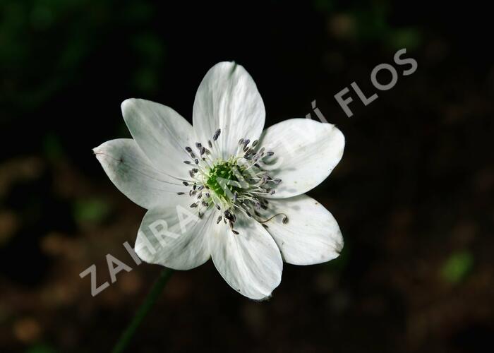 Sasanka Leveillova - Anemone leveillei