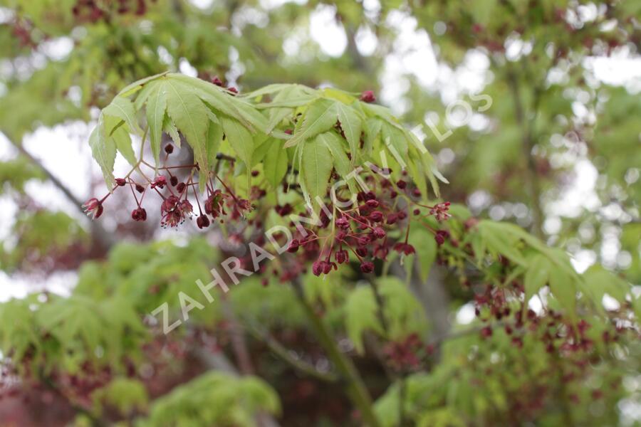 Javor dlanitolistý 'Beni Maiko' - Acer palmatum 'Beni Maiko'