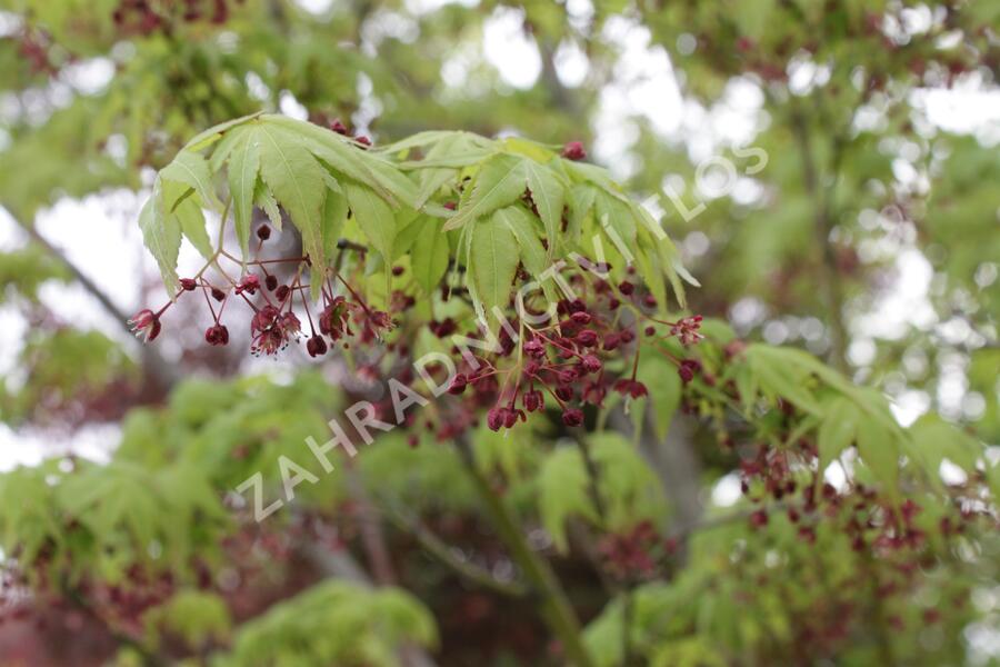 Javor dlanitolistý 'Beni Maiko' - Acer palmatum 'Beni Maiko'