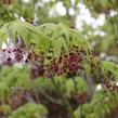 Javor dlanitolistý 'Beni Maiko' - Acer palmatum 'Beni Maiko'