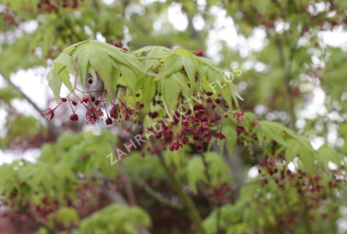 Javor dlanitolistý 'Beni Maiko' - Acer palmatum 'Beni Maiko'