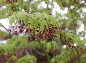 Javor dlanitolistý 'Beni Maiko' - Acer palmatum 'Beni Maiko'