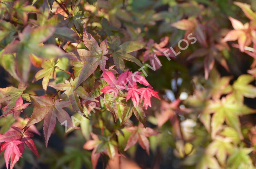 Javor dlanitolistý 'Beni Maiko' - Acer palmatum 'Beni Maiko'