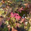 Javor dlanitolistý 'Beni Maiko' - Acer palmatum 'Beni Maiko'