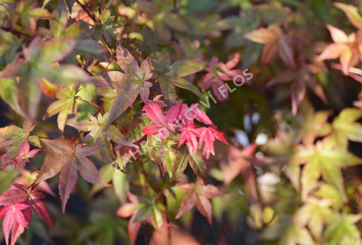 Javor dlanitolistý 'Beni Maiko' - Acer palmatum 'Beni Maiko'
