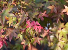 Javor dlanitolistý 'Beni Maiko' - Acer palmatum 'Beni Maiko'