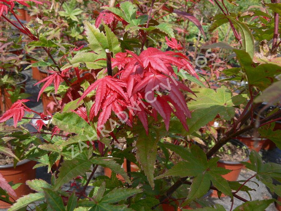 Javor dlanitolistý 'Beni Maiko' - Acer palmatum 'Beni Maiko'