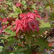 Javor dlanitolistý 'Beni Maiko' - Acer palmatum 'Beni Maiko'