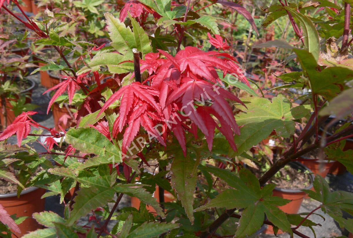 Javor dlanitolistý 'Beni Maiko' - Acer palmatum 'Beni Maiko'