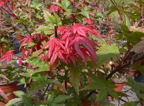 Javor dlanitolistý 'Beni Maiko' - Acer palmatum 'Beni Maiko'