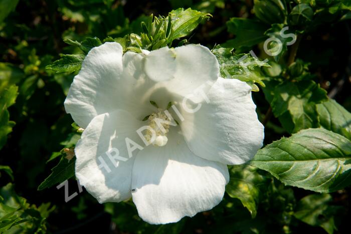 Ibišek syrský 'Totus Albus' - Hibiscus syriacus 'Totus Albus'