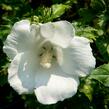 Ibišek syrský 'Totus Albus' - Hibiscus syriacus 'Totus Albus'