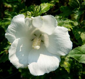 Ibišek syrský 'Totus Albus' - Hibiscus syriacus 'Totus Albus'