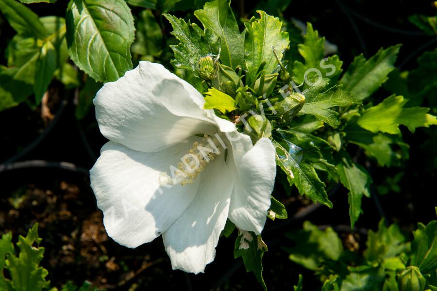 Ibišek syrský 'Totus Albus' - Hibiscus syriacus 'Totus Albus'