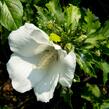 Ibišek syrský 'Totus Albus' - Hibiscus syriacus 'Totus Albus'