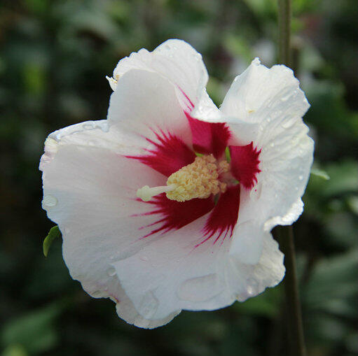 Ibišek syrský 'Shintaeyang' - Hibiscus syriacus 'Shintaeyang'