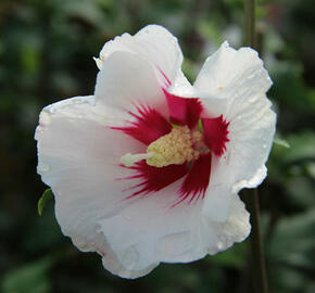 Ibišek syrský 'Shintaeyang' - Hibiscus syriacus 'Shintaeyang'