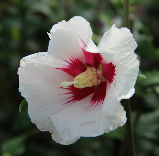 Ibišek syrský 'Shintaeyang' - Hibiscus syriacus 'Shintaeyang'