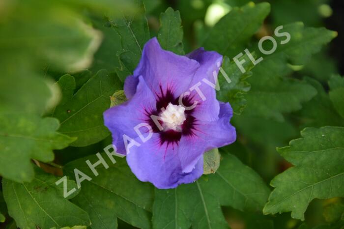 Ibišek syrský 'Oiseau Bleu' - Hibiscus syriacus 'Oiseau Bleu'