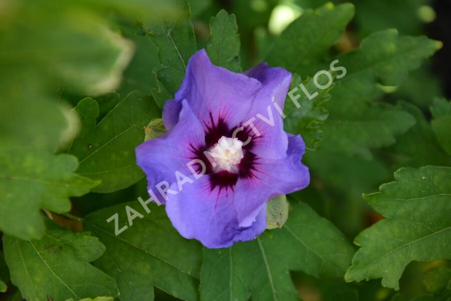 Ibišek syrský 'Oiseau Bleu' - Hibiscus syriacus 'Oiseau Bleu'