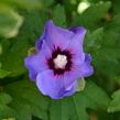 Ibišek syrský 'Oiseau Bleu' - Hibiscus syriacus 'Oiseau Bleu'