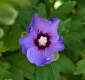 Ibišek syrský 'Oiseau Bleu' - Hibiscus syriacus 'Oiseau Bleu'