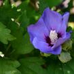 Ibišek syrský 'Oiseau Bleu' - Hibiscus syriacus 'Oiseau Bleu'