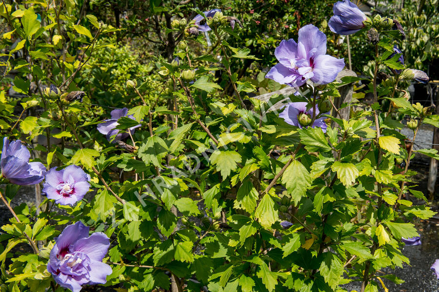 Ibišek syrský 'Blue Chiffon' - Hibiscus syriacus 'Blue Chiffon'