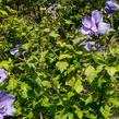 Ibišek syrský 'Blue Chiffon' - Hibiscus syriacus 'Blue Chiffon'