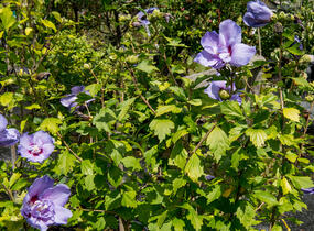 Ibišek syrský 'Blue Chiffon' - Hibiscus syriacus 'Blue Chiffon'