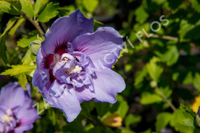 Ibišek syrský 'Blue Chiffon' - Hibiscus syriacus 'Blue Chiffon'