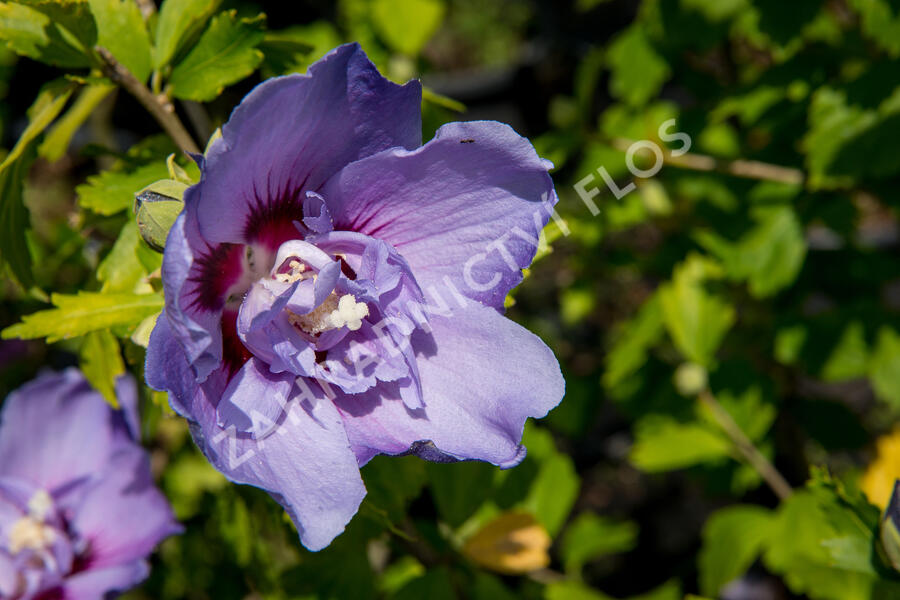 Ibišek syrský 'Blue Chiffon' - Hibiscus syriacus 'Blue Chiffon'