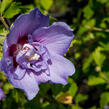 Ibišek syrský 'Blue Chiffon' - Hibiscus syriacus 'Blue Chiffon'