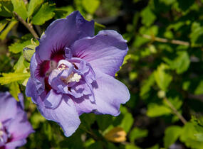 Ibišek syrský 'Blue Chiffon' - Hibiscus syriacus 'Blue Chiffon'