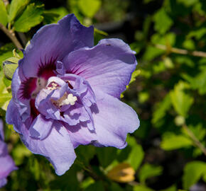 Ibišek syrský 'Blue Chiffon' - Hibiscus syriacus 'Blue Chiffon'