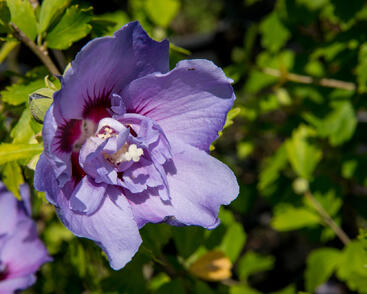 Ibišek syrský 'Blue Chiffon'