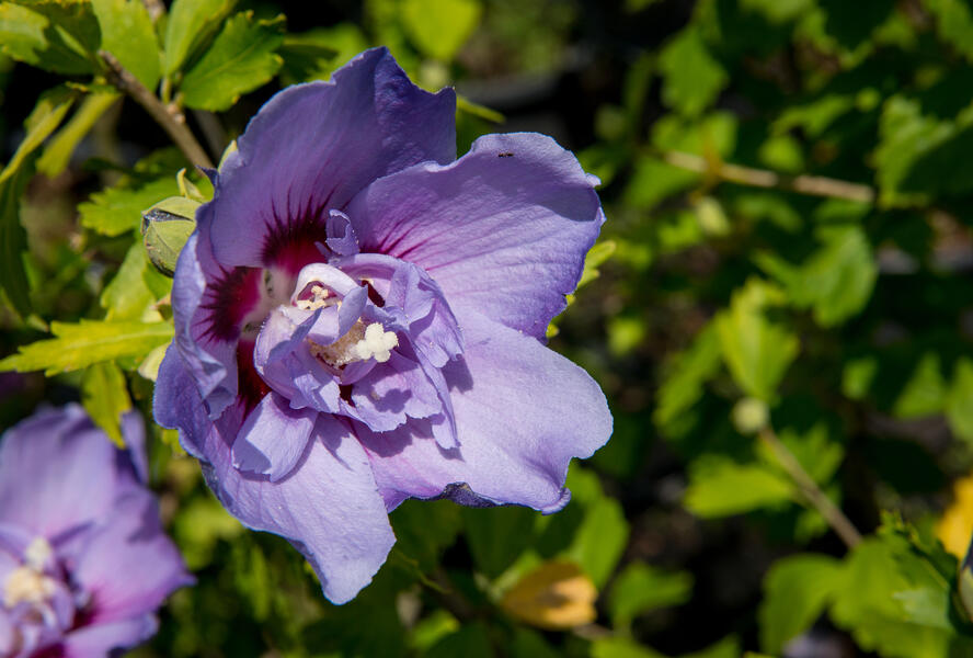 Ibišek syrský 'Blue Chiffon' - Hibiscus syriacus 'Blue Chiffon'