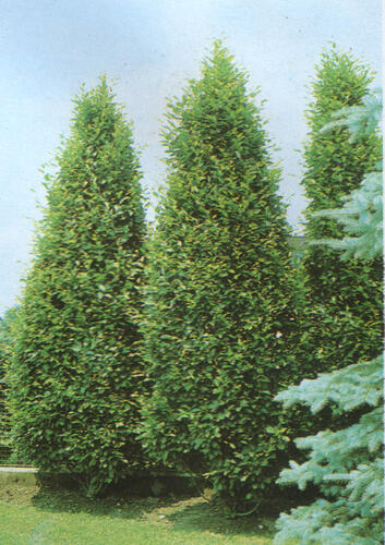 Habr obecný 'Pyramidalis' - Carpinus betulus 'Pyramidalis'