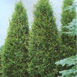 Habr obecný 'Pyramidalis' - Carpinus betulus 'Pyramidalis'