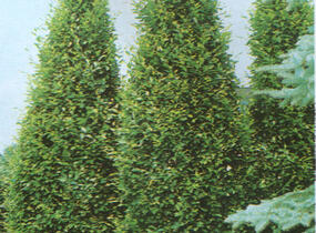 Habr obecný 'Pyramidalis' - Carpinus betulus 'Pyramidalis'