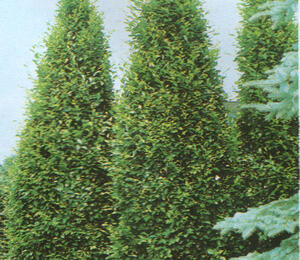 Habr obecný 'Pyramidalis' - Carpinus betulus 'Pyramidalis'