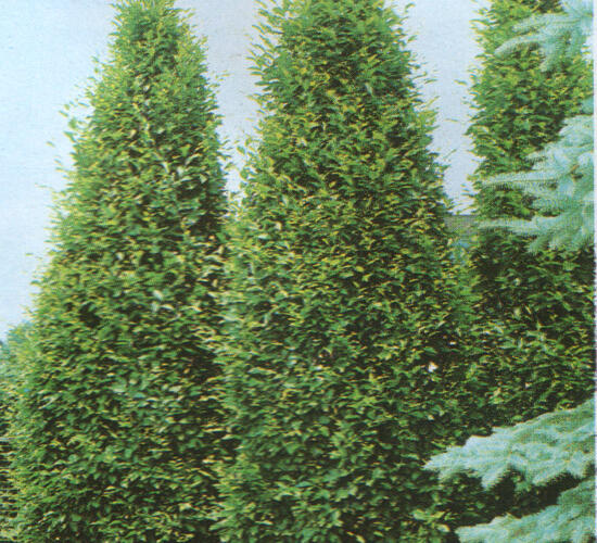 Habr obecný 'Pyramidalis' - Carpinus betulus 'Pyramidalis'