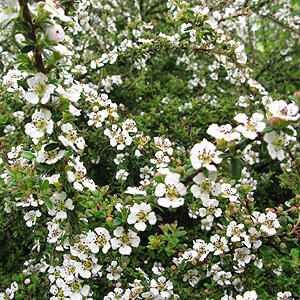 Skalník 'Decorus' - Cotoneaster conspicuus 'Decorus'