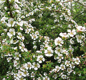 Skalník 'Decorus' - Cotoneaster conspicuus 'Decorus'