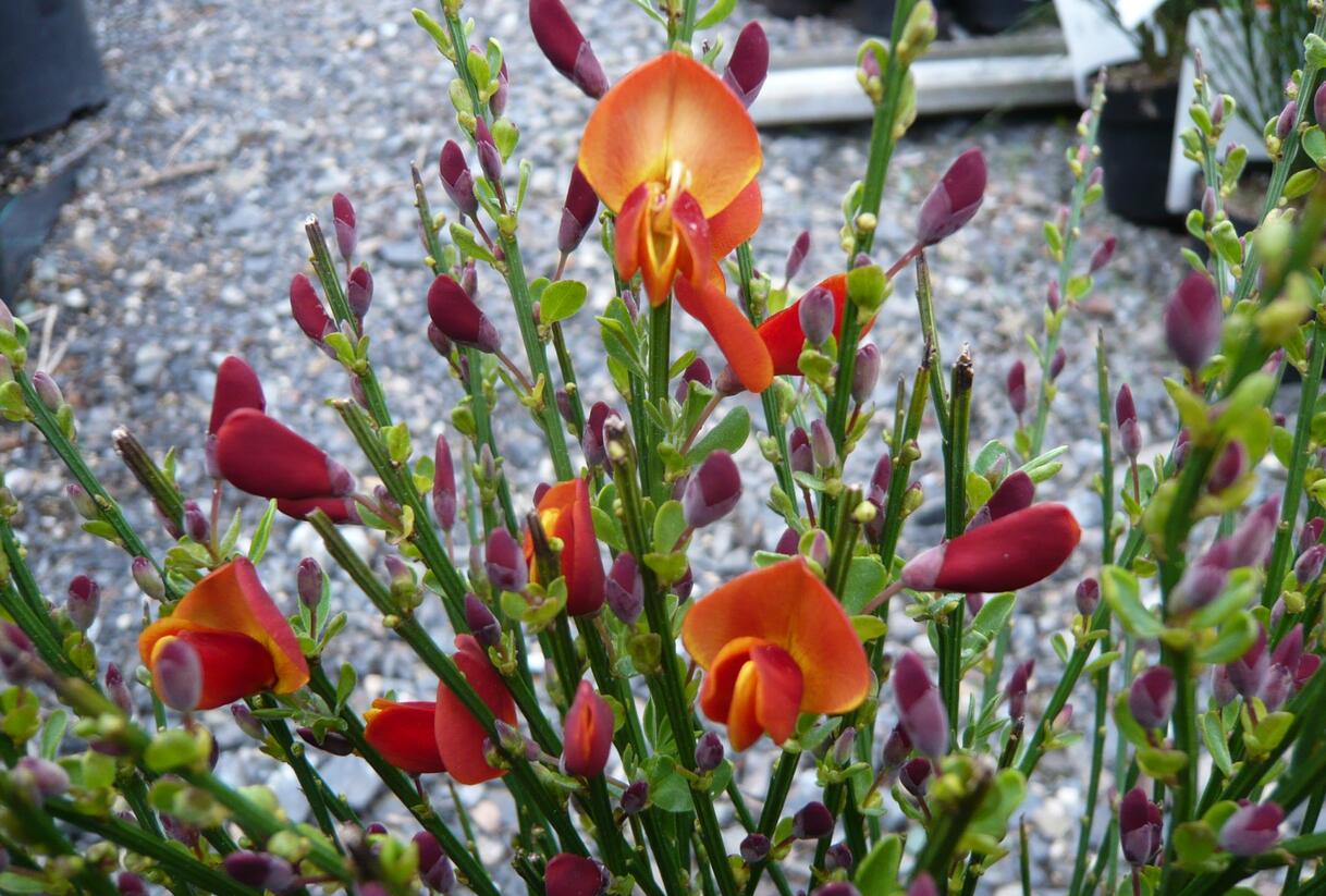 Čilimník 'Lena' - Cytisus 'Lena'