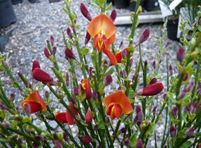 Čilimník 'Lena' - Cytisus 'Lena'