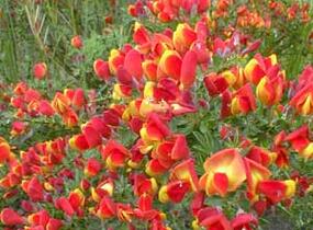 Čilimník 'Lena' - Cytisus 'Lena'