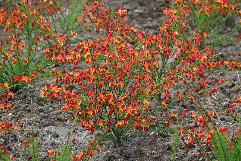 Čilimník 'Lena' - Cytisus 'Lena'