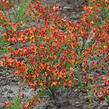 Čilimník 'Lena' - Cytisus 'Lena'