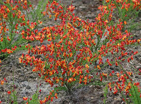 Čilimník 'Lena' - Cytisus 'Lena'